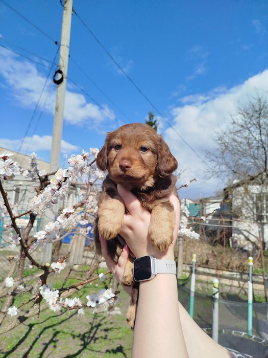 Щєнок Англійського кокер спаниеля