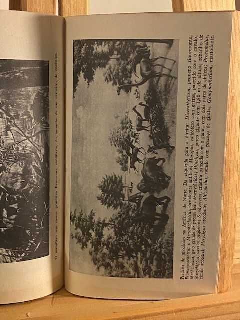 RHODES – A Evolução da Vida