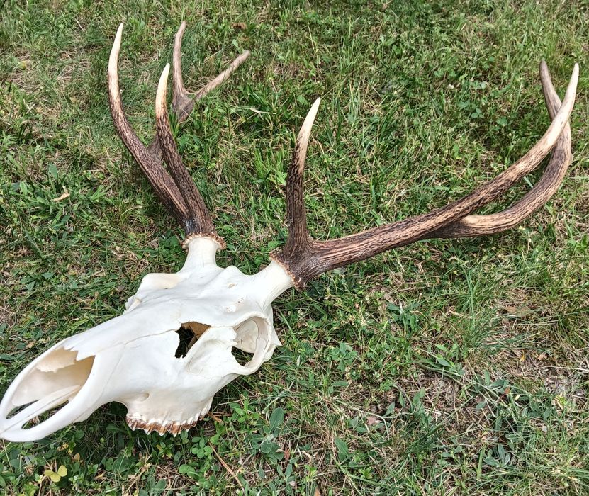 Poroże jelenia - trofeum myśliwskie