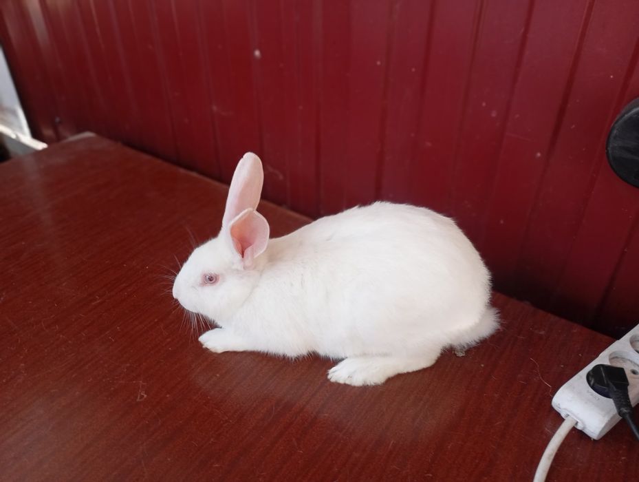 Термондська біла/ термони /кролі термонці/ термонська біла