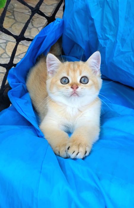 Ручные малышата. Котята золотая шиншилла.