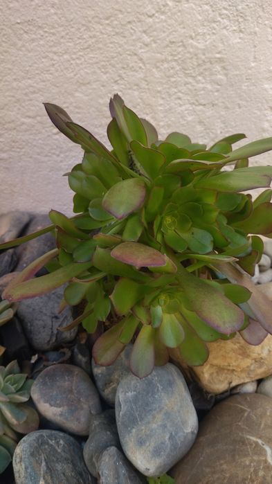 Aeonium  púrpura, interior e exterior
