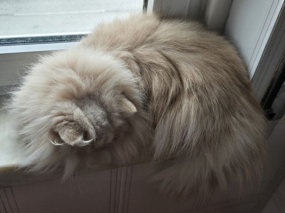 Gatinha Persa  creme