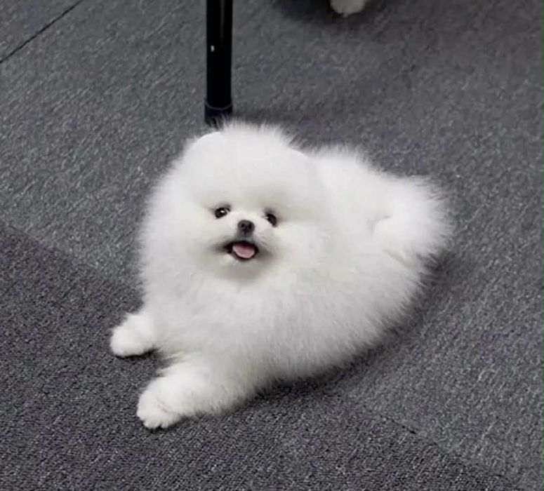 Szpic miniaturowy pomeranian boo