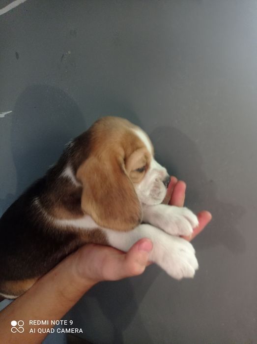 Біглята шукають родину