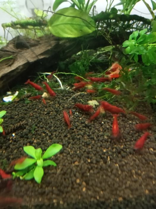 Krewetki bloody mary