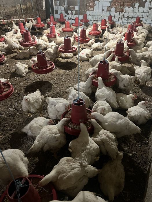 Бройлер доставка на дом живым весом росс 708/ кобб 500 циплята