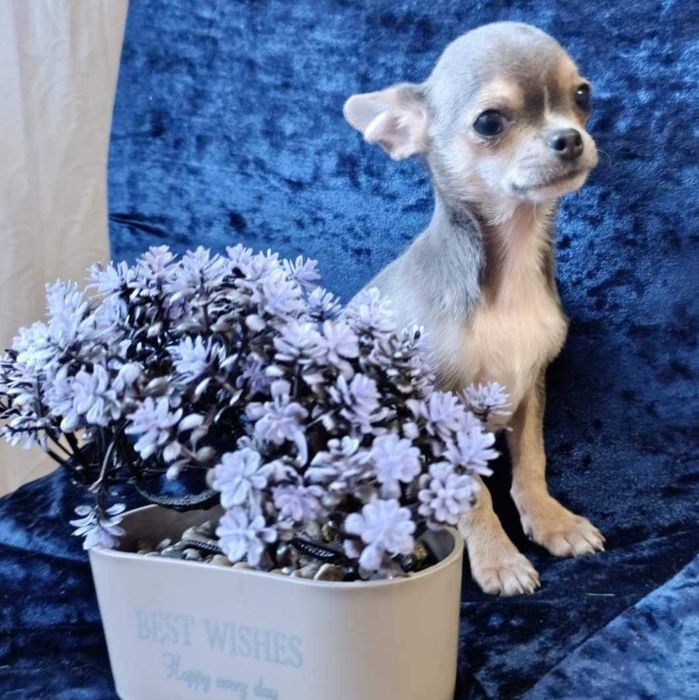 Мальчишка чишка - чихуахуа . Подпал на голубом.