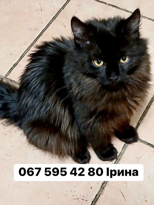 Чорний хлопчик кошенятко БЛЕК в пошуку сім'ї