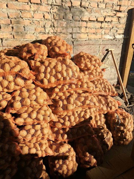 Ziemniaki Redsonia, Jurek