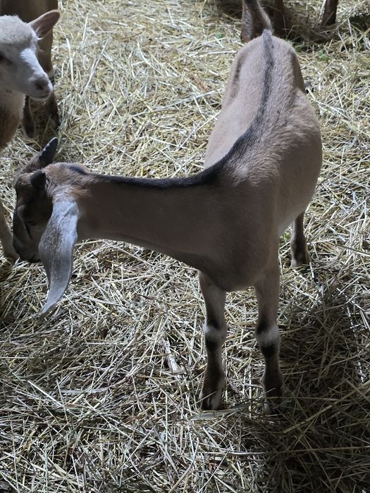 Vendo cabritas e 1 cabrito Anglo nubianas.