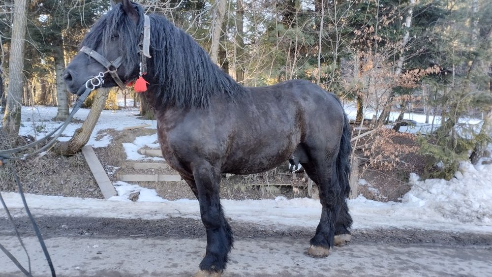 Ogier Zimnokrwisty Kary Stanówka