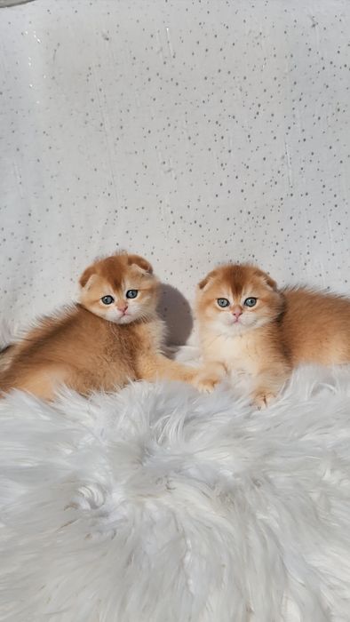 Шотландські кошенята золота шиншила
