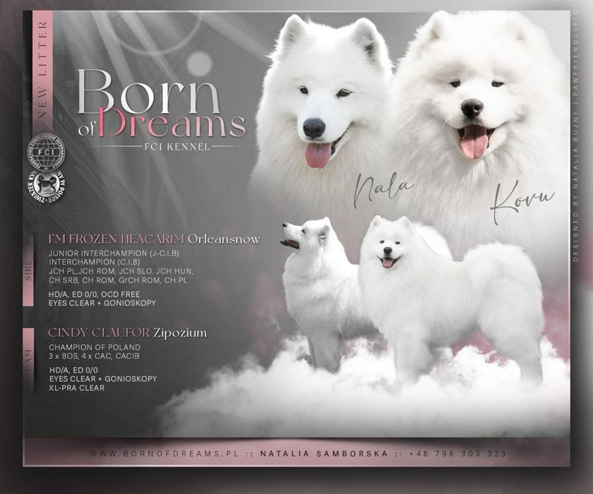 Samoyed/ Samojed ZKwP/FCI *Plany hodowlane WIOSNA 2026*