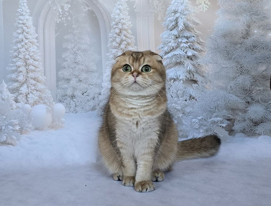 Зеленоглазая шотландская красотка