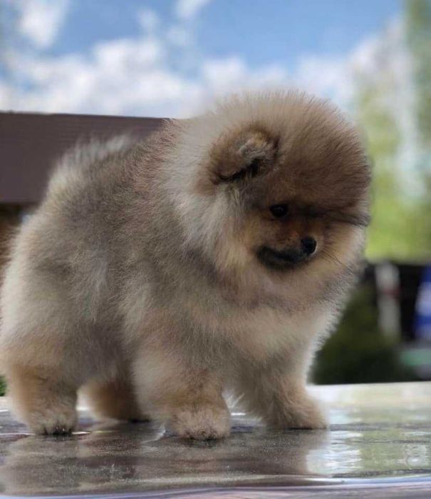 Spitz Alemão Anão e/ou Lulu da Pomerânia com LOP e AFIXO