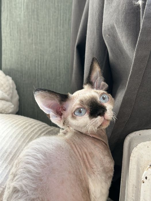 Devon Rex kociak