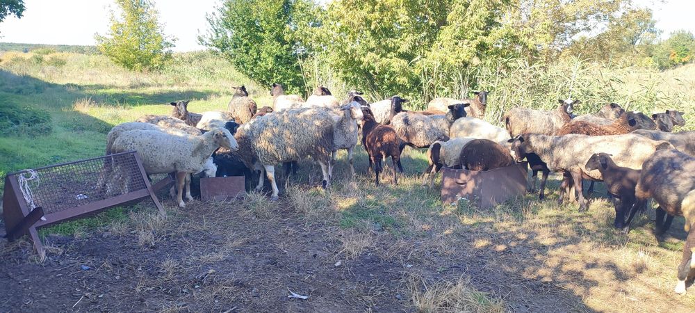Продам баранів і овець