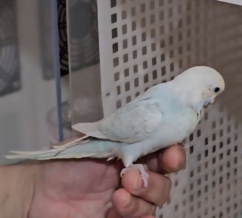 Piriquito domesticado