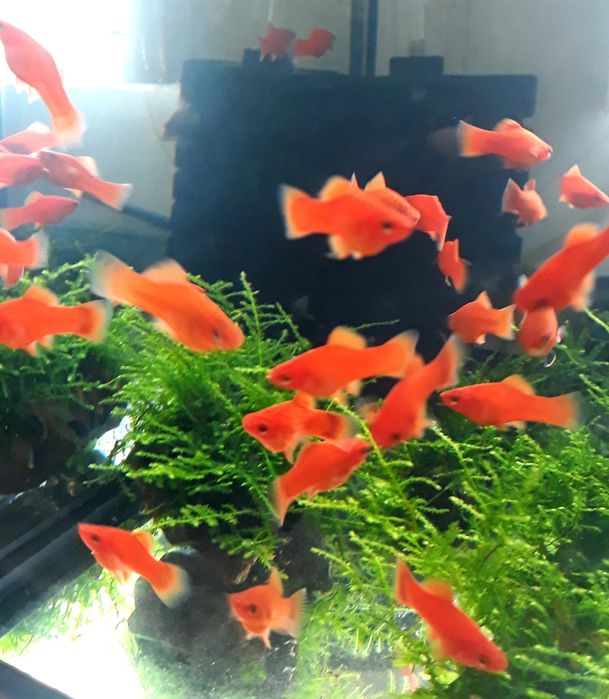 Rybki mieczyki, gupiki,