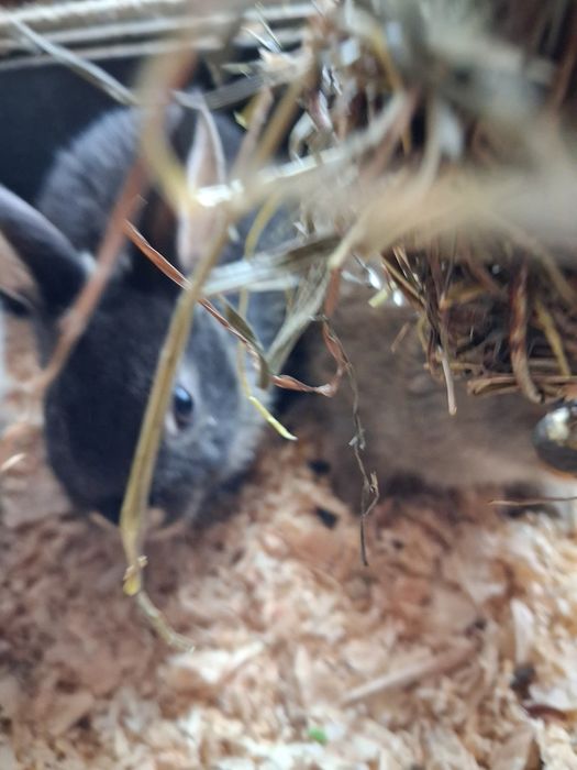 Coelhos anaoes de 1mes e meio