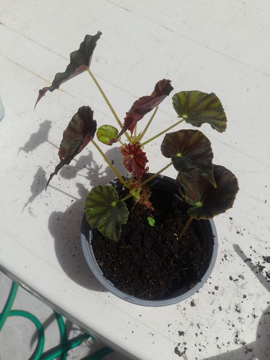 Vaso de Begonia natural para venda