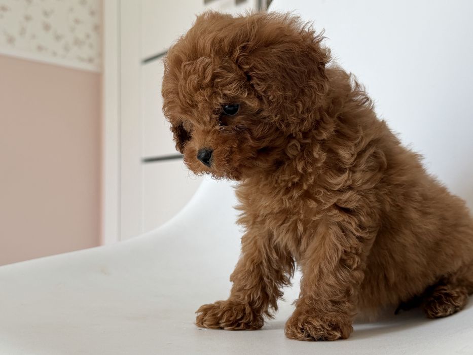 Cavapoo - suczka ;)