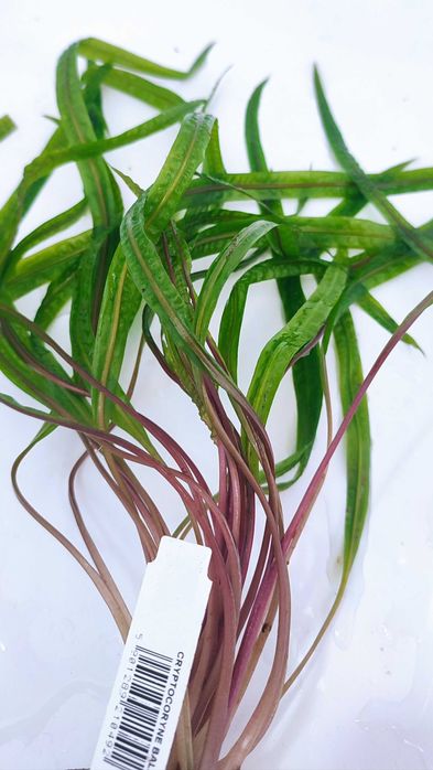 Cryptocoryne Balansae koszyk Rośliny Dekoracja Akwarium