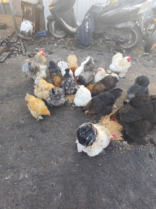 Sprzedam jaja lęgowe