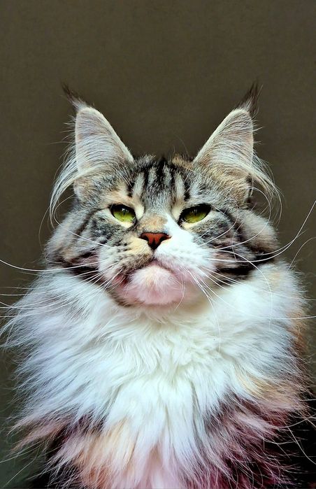 Maine coon, piękna kotka pohodowlana