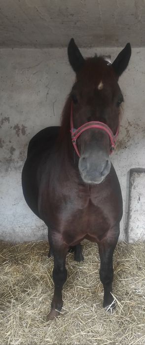 Źrebna klacz pogrubiana