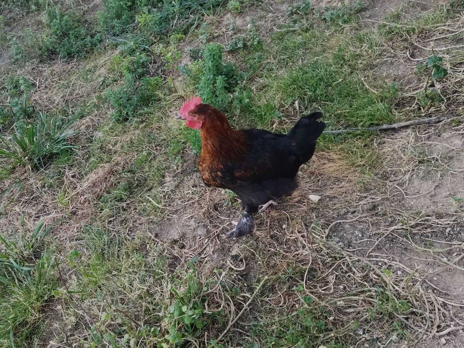 Galo Marrans com 6 meses