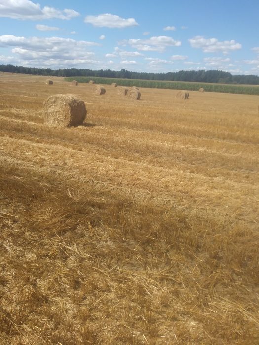 Słoma  tegoroczne  2025 siano pierwszy pokos j