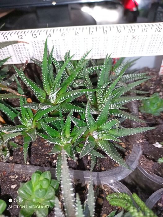 Хавортія зебра, сукулент