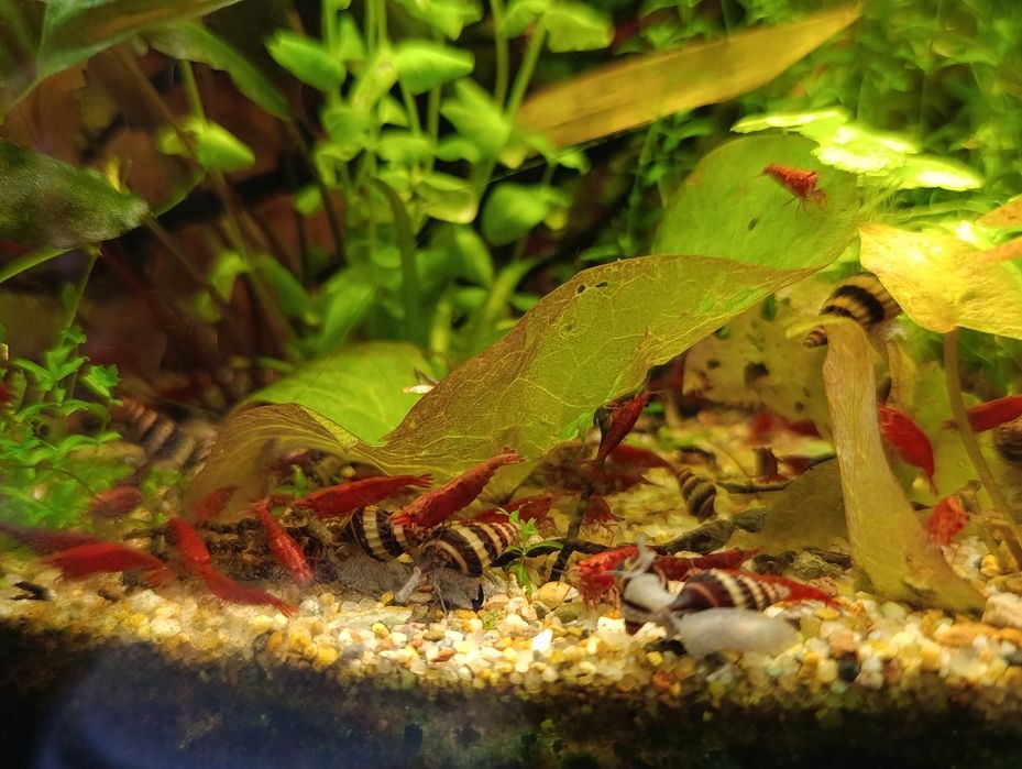 Krewetki Red Cherry