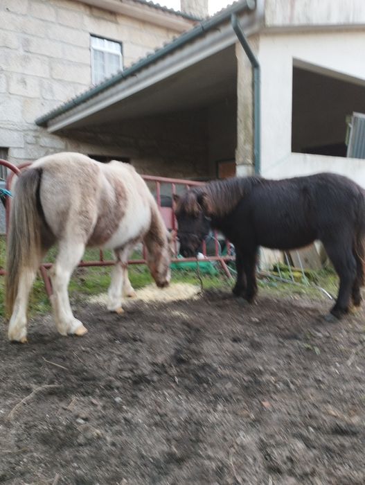 Troco casal de pôneis