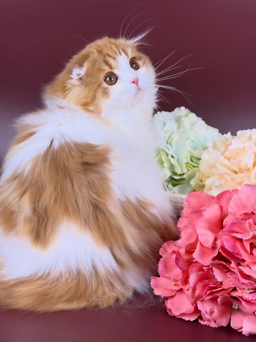 Гарний хлопчик, шотландське кошеня.