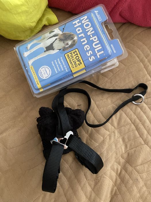 Шлія  собаки або кота