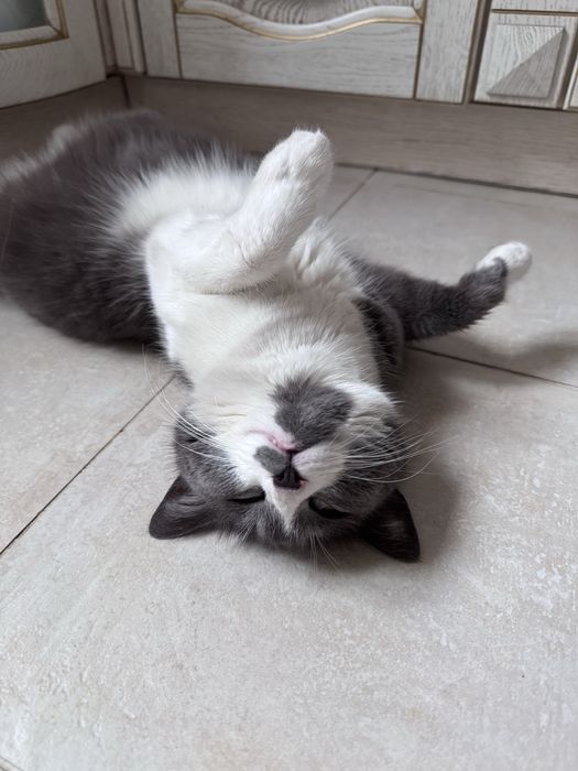 Зникла кішка. Созонівка