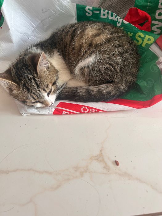 Віддамо котенят в добрі руки