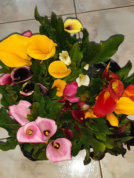 Елегантні кали з красивими квітами