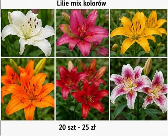 Lilie mix kolorów oraz odmian cena za 20szt.