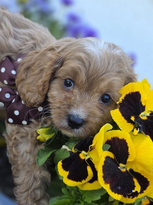 Cavapoo Samiec do odbioru badania genetyczne