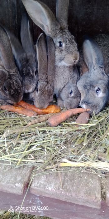 Бельгійці, Фландри,3м, Вінницька обл, Він-й, р-н