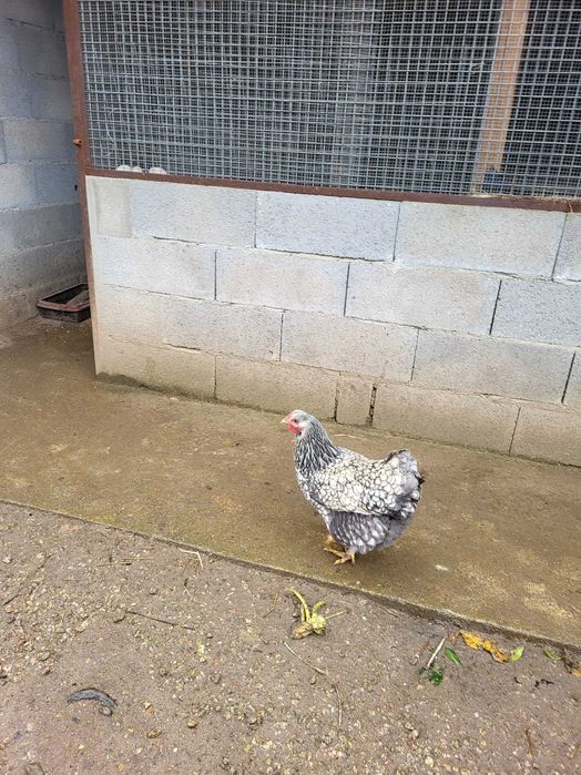 Vendo galinhas Wyandotte