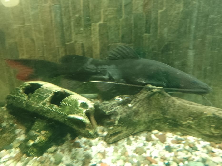 Sum piekna ryba akwarium