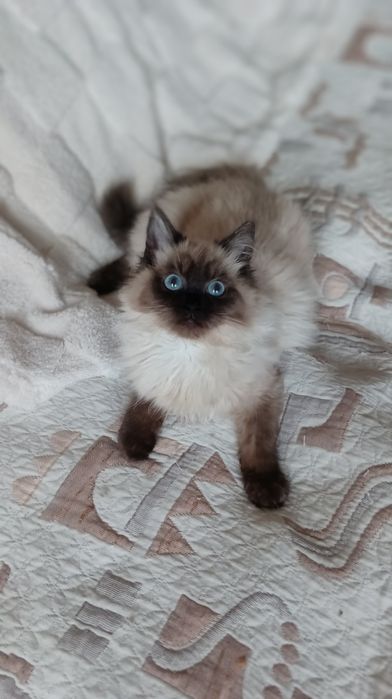 Невська маскарадна дівчинка 4 міс