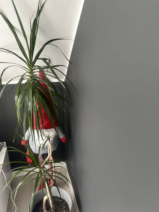 Kwiat doniczkowy dracena