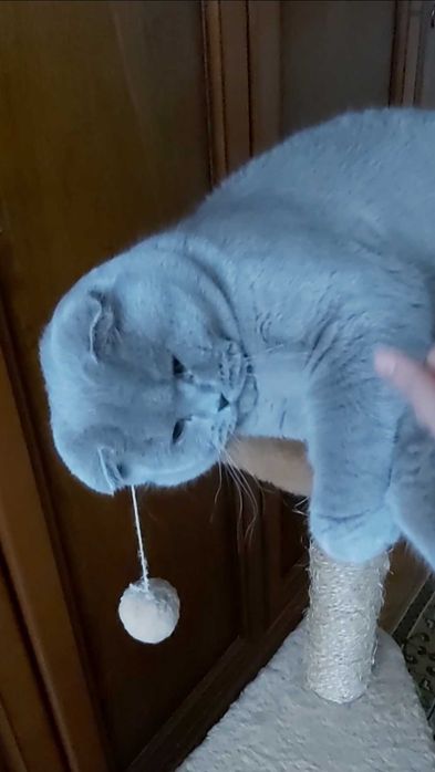 Шотландський висловухий ліловий котик