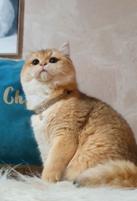 Британский плюшевий котик шиншила